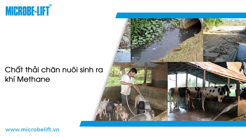Methane là gì? Khí Methane sinh ra từ quá trình nào? 4 Khí Methane được sinh ra từ chất thải chăn nuôi.