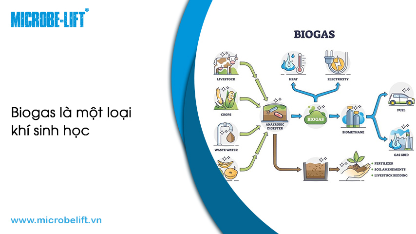 Thành phần khí Biogas. Khí Biogas có độc không?