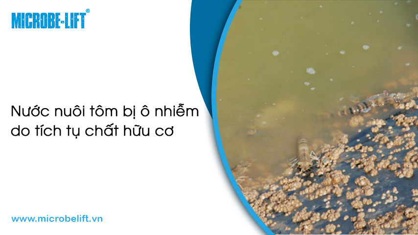 3 nguyên nhân khiến nước nuôi tôm bị ô nhiễm và cách xử lý