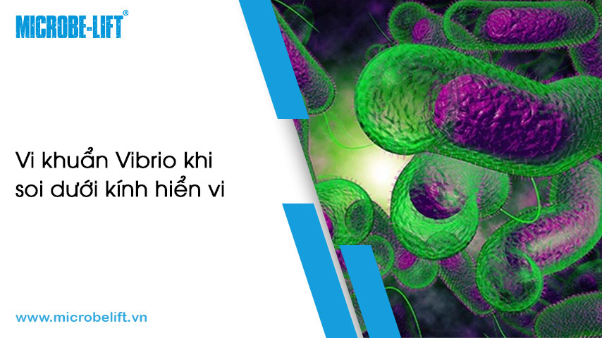 Xuất hiện vi khuẩn Vibrio trong nuôi tôm có đáng lo ngại?
