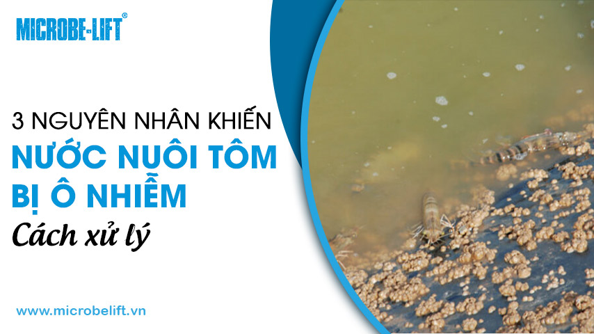 3 nguyên nhân khiến nước nuôi tôm bị ô nhiễm và cách xử lý