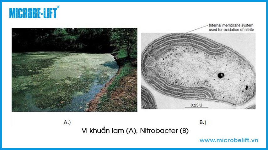 Vi khuẩn lam (A), Nitrobacter (B).