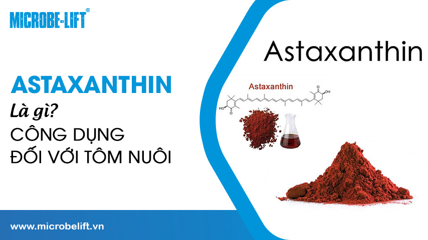 Astaxanthin là gì? Công dụng đối với tôm nuôi