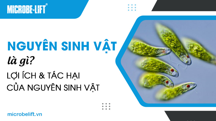 Nguyên sinh vật là gì? Lợi ích & tác hại của nguyên sinh vật