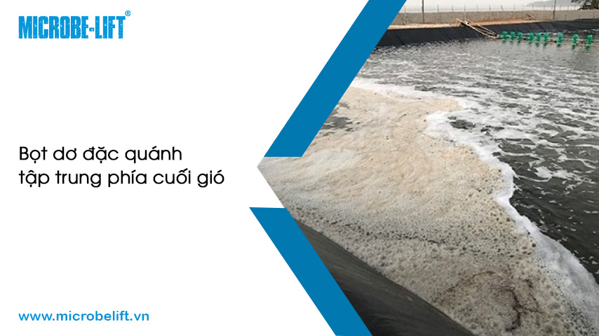 Ao tôm bị bọt dơ & nhiều, làm sao để xử lý?