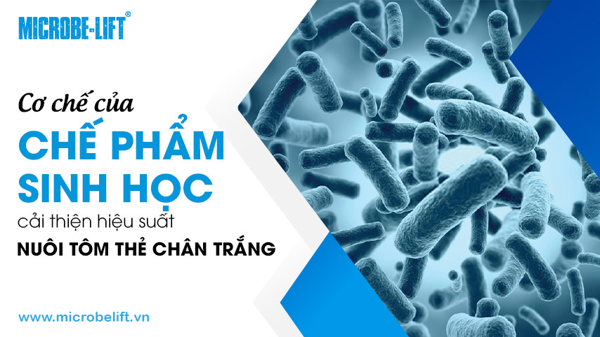 Cơ chế của chế phẩm sinh học cải thiện hiệu suất nuôi tôm thẻ chân trắng