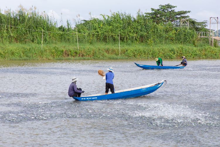 Lịch thời vụ nuôi tôm ở các tỉnh (2024)