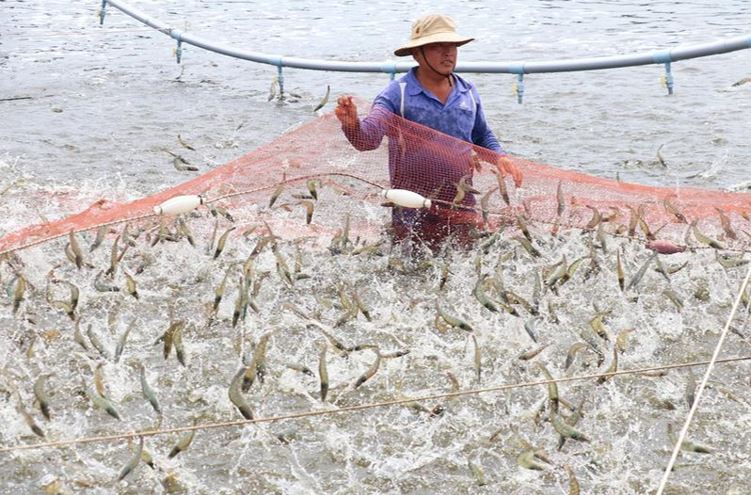 Tìm hiểu về "mô hình nuôi tôm trong ao nổi"