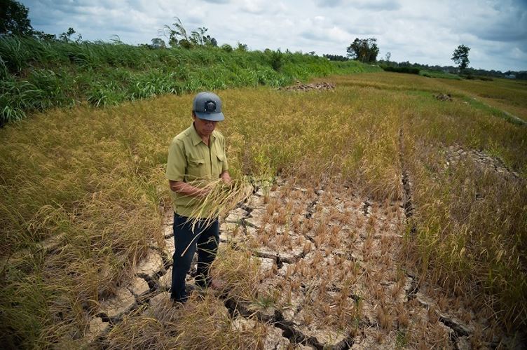 Xâm nhập mặn ảnh hưởng đến nghề nuôi tôm như thế nào?