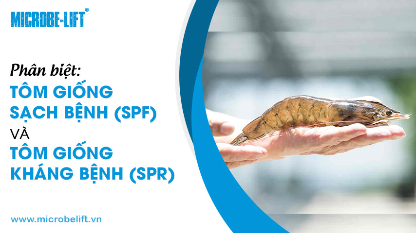 Phân biệt: Tôm giống sạch bệnh (SPF) và tôm giống kháng bệnh (SPR)