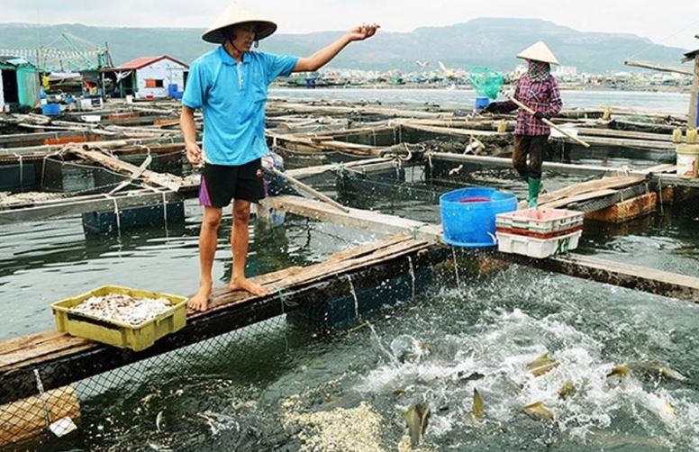 Giải pháp giảm thiểu tác động môi trường của ngành nuôi tôm