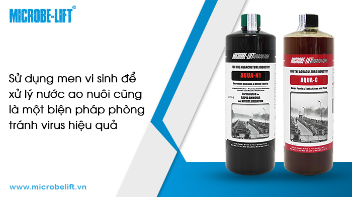 Kiểm soát 2 virus gây bệnh còi làm tôm chậm lớn