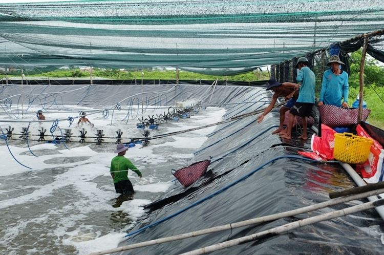 Kỹ thuật chăm sóc, quản lý ao nuôi tôm khoa học và hiệu quả