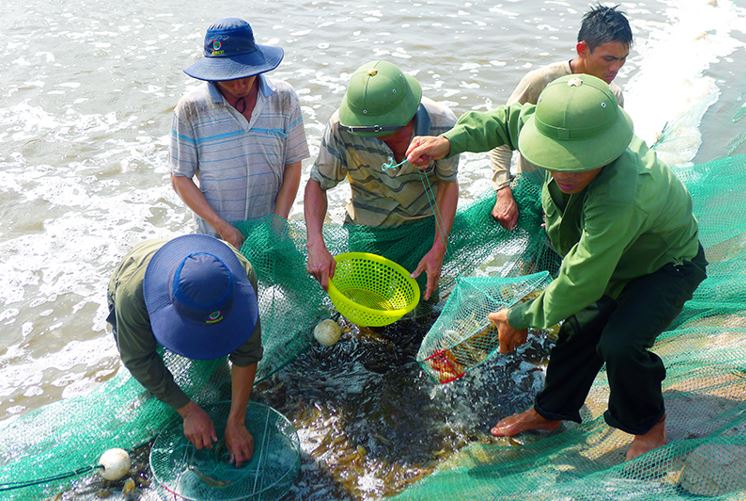 Giá trị kinh tế của tôm thẻ chân trắng