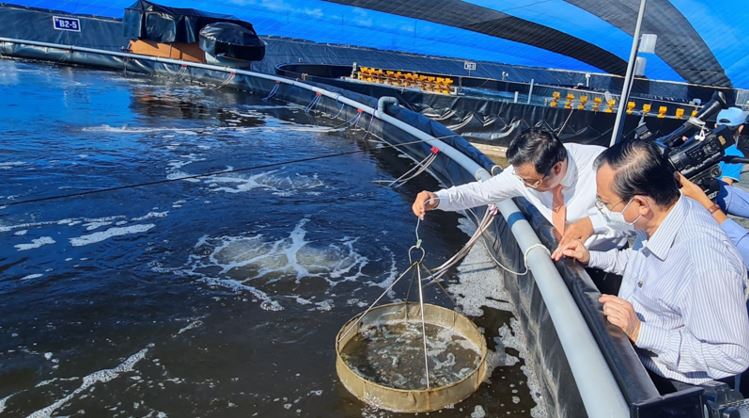 Tác động của biến đổi khí hậu đến ngành nuôi tôm và giải pháp thích ứng