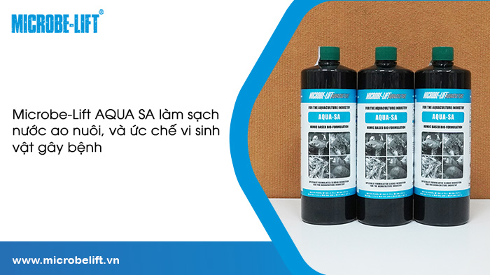 Dấu hiệu bệnh đóng rong trên tôm sú & Cách phòng trị bệnh