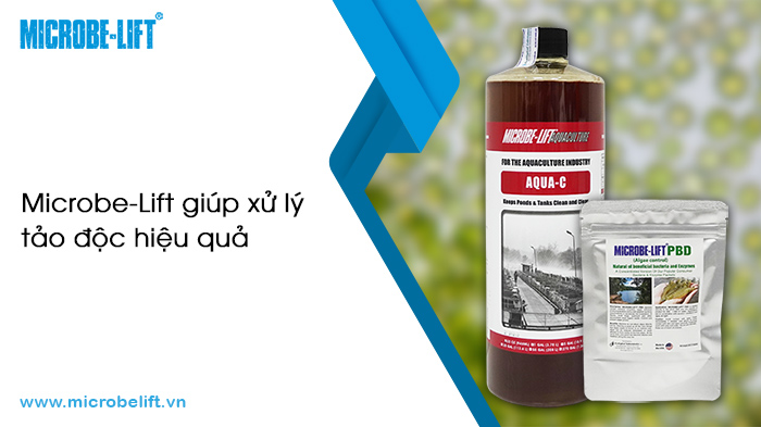 Phân biệt các loại tảo trong ao nuôi tôm và cách xử lý tảo độc