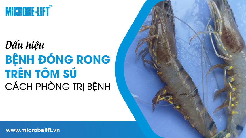 Dấu hiệu bệnh đóng rong trên tôm sú & Cách phòng trị bệnh