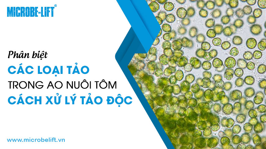 Phân biệt các loại tảo trong ao nuôi tôm và cách xử lý tảo độc