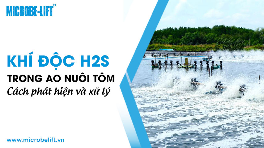 Khí độc H2S trong ao nuôi tôm: Cách phát hiện và xử lý