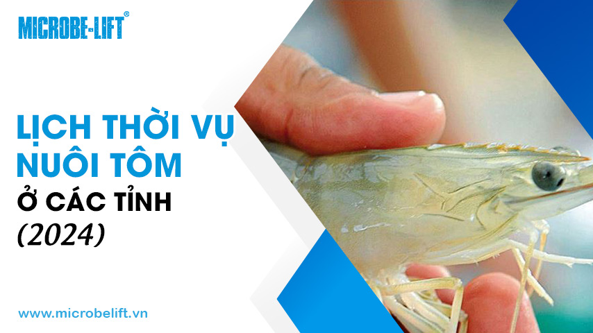 Lịch thời vụ nuôi tôm ở các tỉnh (2024)