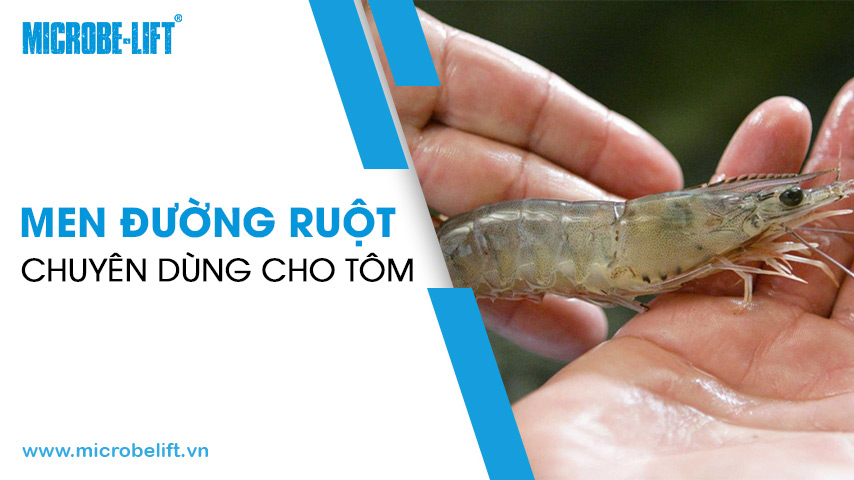 Men đường ruột chuyên dùng cho tôm