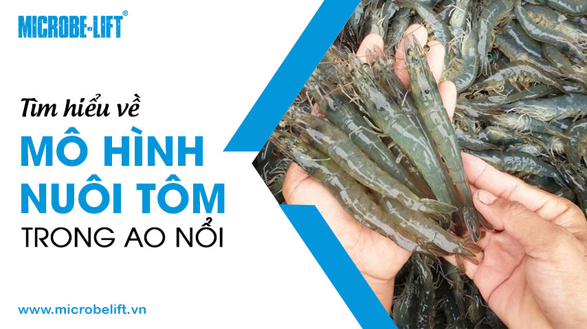 Tìm hiểu về "mô hình nuôi tôm trong ao nổi"