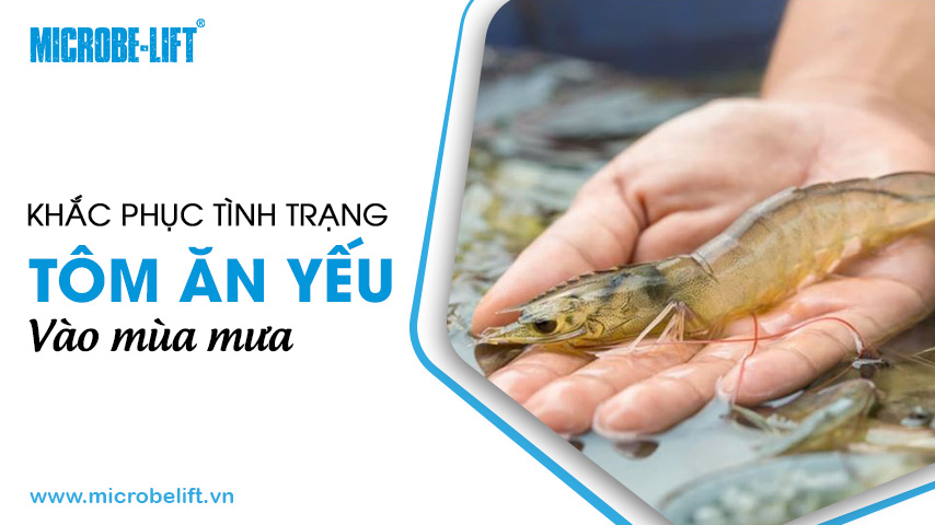 Khắc phục tình trạng tôm ăn yếu vào mùa mưa