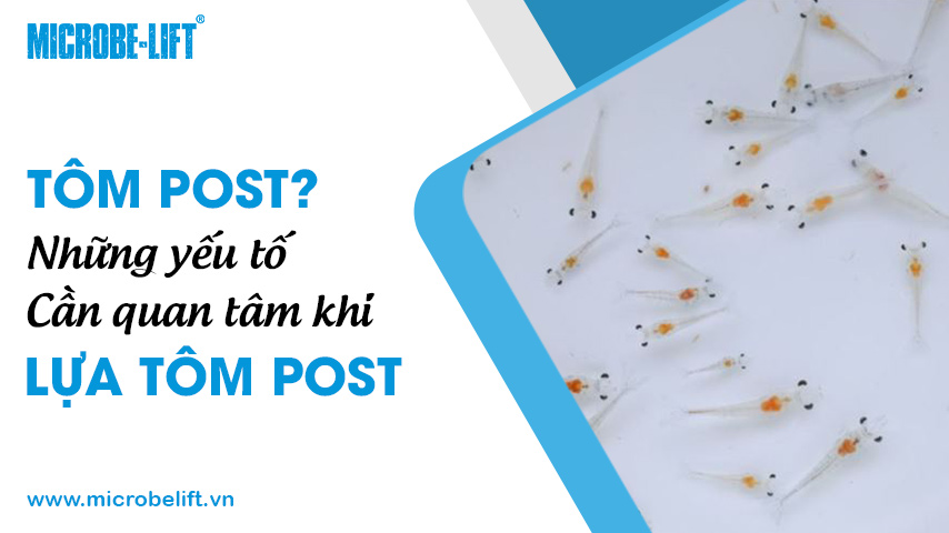 Tôm post là gì? Những yếu tố cần quan tâm khi lựa tôm post