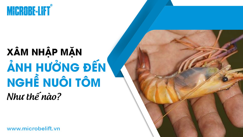 Xâm nhập mặn ảnh hưởng đến nghề nuôi tôm như thế nào?