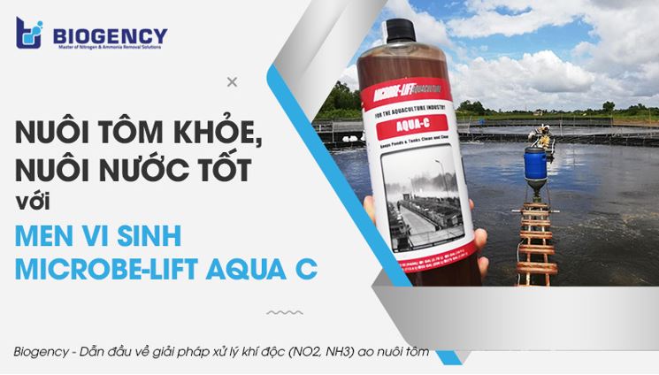 Bệnh hồng thân ở tôm thẻ chân trắng: Nguyên nhân và cách phòng trị bệnh