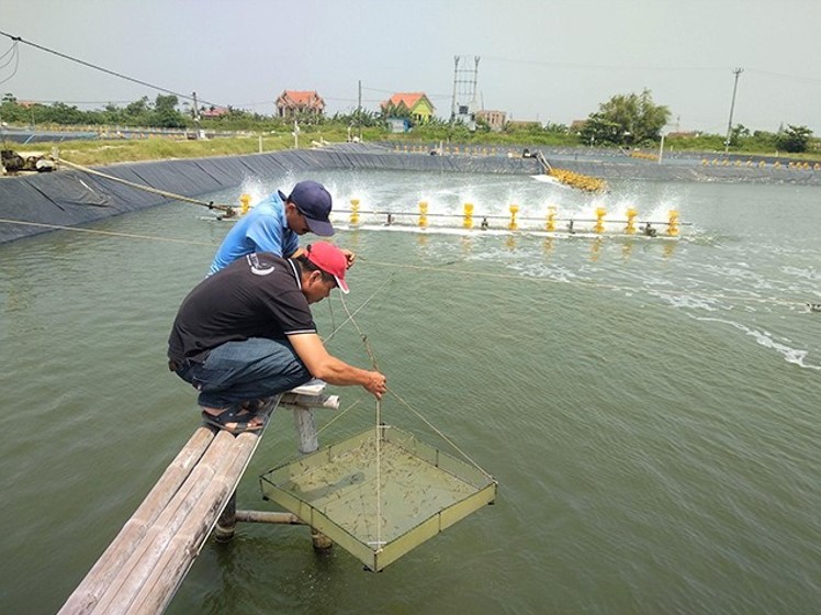 Chế phẩm vi sinh gây màu nước nuôi tôm tốt nhất hiện nay!