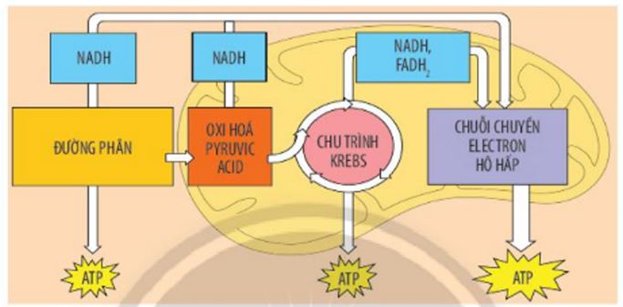 Phân biệt phân giải kỵ khí và phân giải hiếu khí