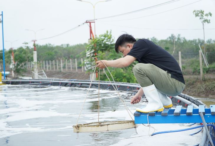 Khi nào cần giải độc thuốc kháng sinh cho tôm?