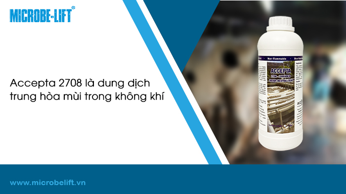 Xử lý chất thải chăn nuôi bò sữa, đâu là giải pháp?