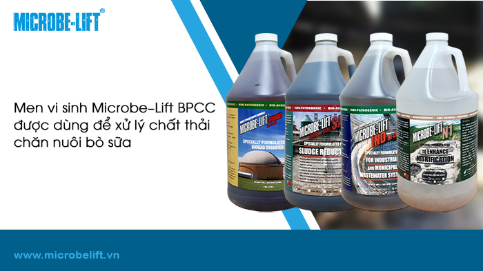 Xử lý chất thải chăn nuôi bò sữa, đâu là giải pháp?