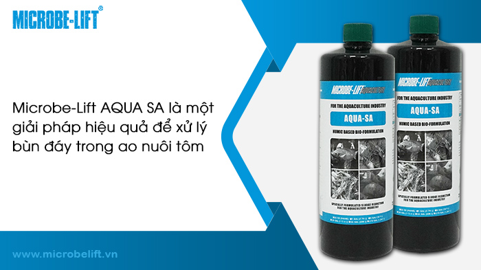 Áp dụng vi sinh vào nuôi tôm công nghiệp