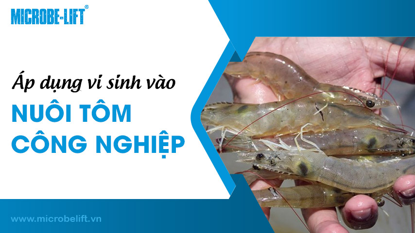 Áp dụng vi sinh vào nuôi tôm công nghiệp