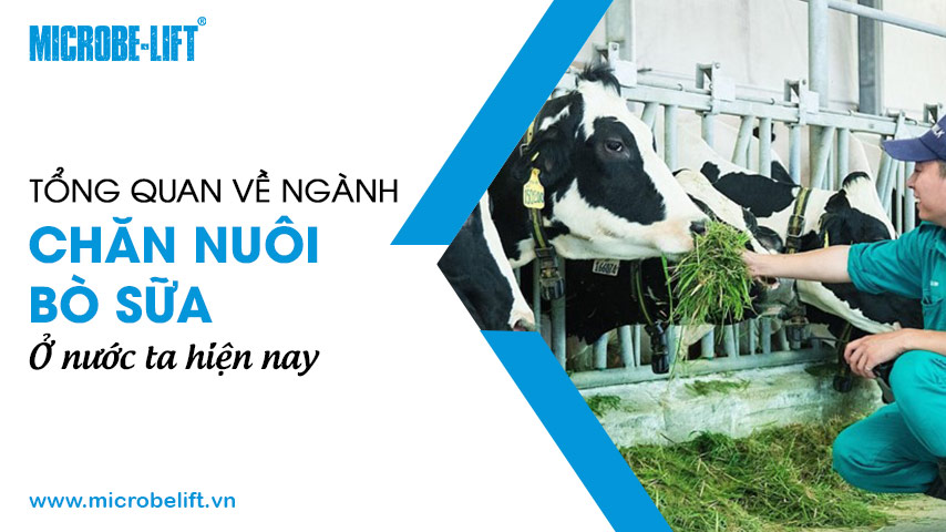 Tổng quan về ngành chăn nuôi bò sữa ở nước ta hiện nay