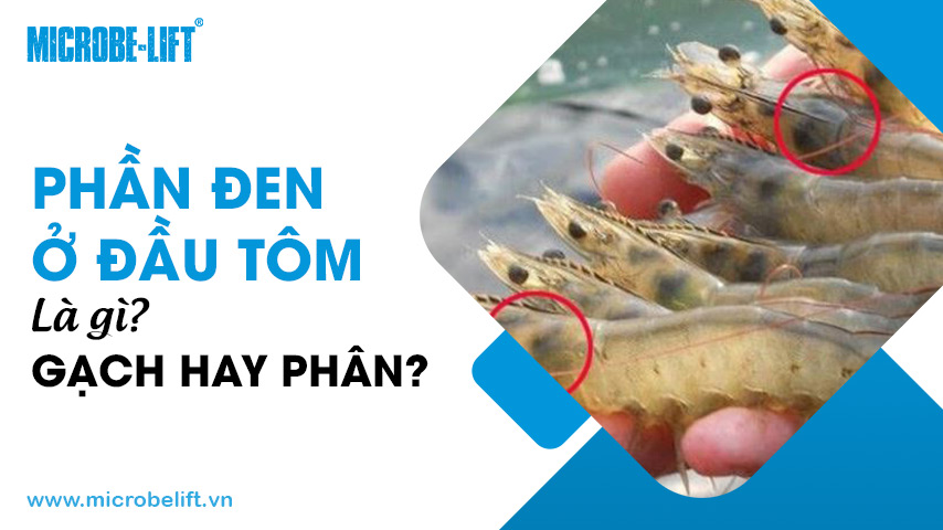 Phần đen ở đầu tôm là gì? Gạch hay phân?