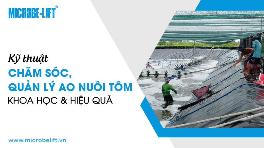 Kỹ thuật chăm sóc, quản lý ao nuôi tôm khoa học và hiệu quả