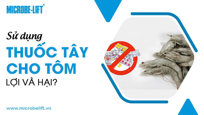 Sử dụng thuốc tây cho tôm, lợi và hại?