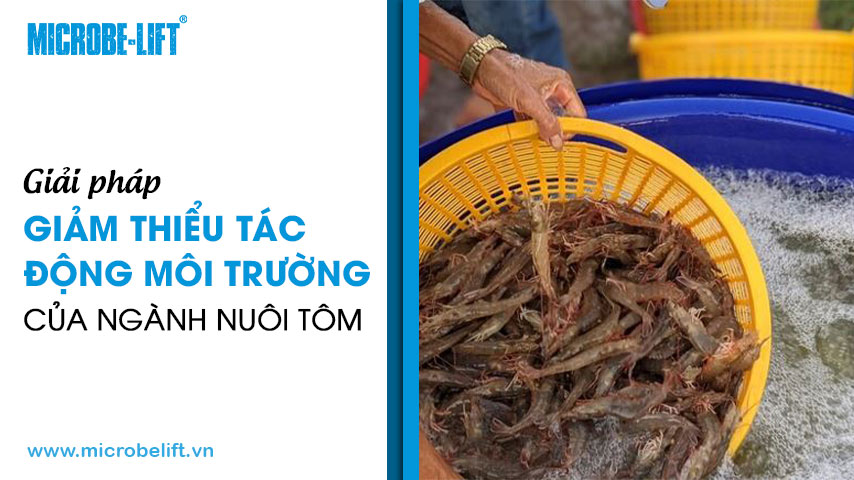 Giải pháp giảm thiểu tác động môi trường của ngành nuôi tôm