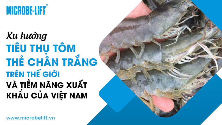 Xu hướng tiêu thụ tôm thẻ chân trắng trên thế giới và tiềm năng xuất khẩu của Việt Nam