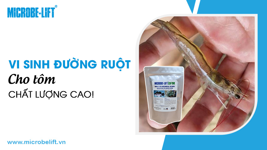 Vi sinh đường ruột cho tôm chất lượng cao!