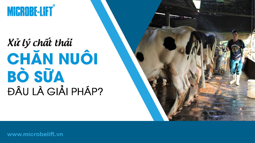 Xử lý chất thải chăn nuôi bò sữa, đâu là giải pháp?