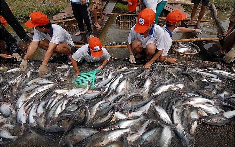 Khó khăn chính trong nuôi trồng thủy sản nước ngọt ở đồng bằng sông Cửu Long