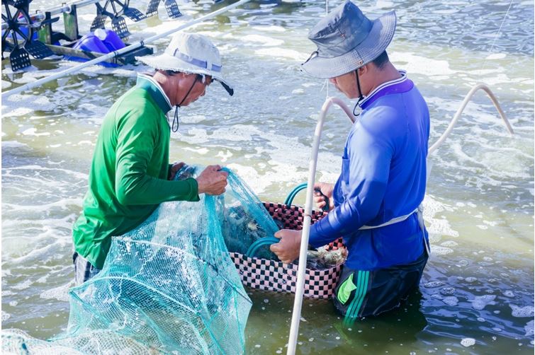 Cân bằng sinh học trong nuôi tôm để thích ứng với biến đổi khí hậu