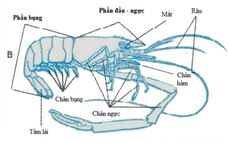 Các bộ phận của con tôm