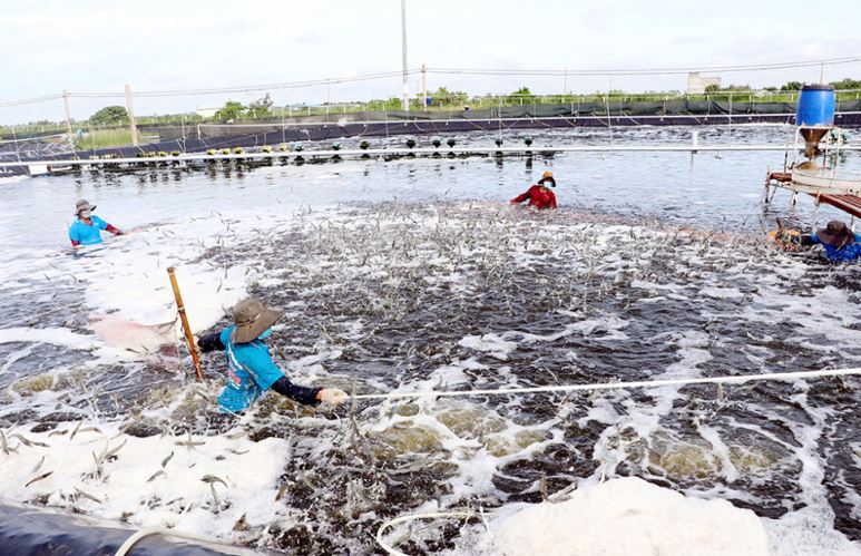 Khó khăn chính trong nuôi trồng thủy sản nước ngọt ở đồng bằng sông Cửu Long